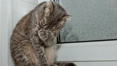 Kan katter gråta som människor – och vad gör man då?