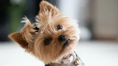 Varför lutar din hund på huvudet när du pratar med den?