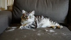 Utan dammsugare eller klädroller: så får du bort katthår på under 5 minuter