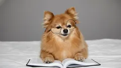 Minns hundar sina ägare efter många år isär?